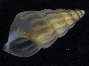  ( - ZMBN_123843)  @11 [ ] CreativeCommons - Attribution Non-Commercial Share-Alike (2018) University of Bergen Natural History Collections