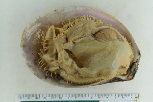  ( - ZMBN_123848)  @11 [ ] CreativeCommons - Attribution Non-Commercial Share-Alike (2018) University of Bergen Natural History Collections