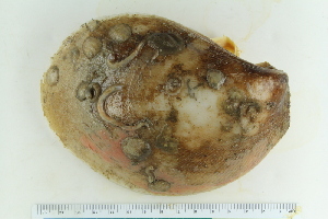  ( - ZMBN_123848)  @11 [ ] CreativeCommons - Attribution Non-Commercial Share-Alike (2018) University of Bergen Natural History Collections