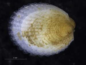  ( - ZMBN_125129)  @11 [ ] CreativeCommons - Attribution Non-Commercial Share-Alike (2018) University of Bergen Natural History Collections