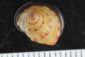  ( - ZMBN_125130)  @11 [ ] CreativeCommons - Attribution Non-Commercial Share-Alike (2018) University of Bergen Natural History Collections