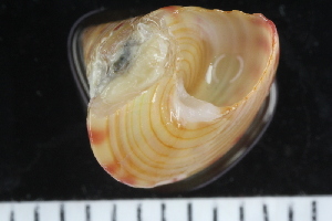  ( - ZMBN_125130)  @11 [ ] CreativeCommons - Attribution Non-Commercial Share-Alike (2018) University of Bergen Natural History Collections