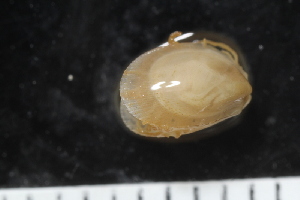  ( - ZMBN_125143)  @11 [ ] CreativeCommons - Attribution Non-Commercial Share-Alike (2018) University of Bergen Natural History Collections