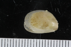  ( - ZMBN_125146)  @11 [ ] CreativeCommons - Attribution Non-Commercial Share-Alike (2018) University of Bergen Natural History Collections