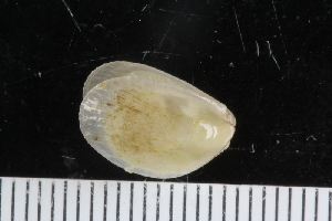  ( - ZMBN_125146)  @11 [ ] CreativeCommons - Attribution Non-Commercial Share-Alike (2018) University of Bergen Natural History Collections