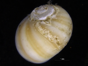  (Polinices sp - ZMBN_125147)  @11 [ ] CreativeCommons - Attribution Non-Commercial Share-Alike (2018) University of Bergen Natural History Collections