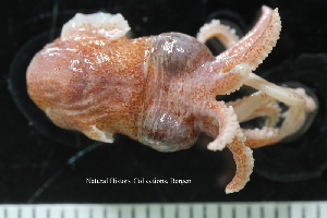  ( - ZMBN_125151)  @11 [ ] CreativeCommons - Attribution Non-Commercial Share-Alike (2018) University of Bergen Natural History Collections