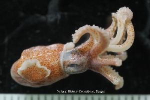  ( - ZMBN_125151)  @11 [ ] CreativeCommons - Attribution Non-Commercial Share-Alike (2018) University of Bergen Natural History Collections