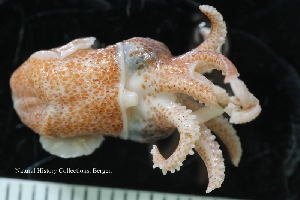  ( - ZMBN_125151)  @11 [ ] CreativeCommons - Attribution Non-Commercial Share-Alike (2018) University of Bergen Natural History Collections