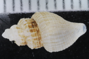  ( - ZMBN_125154)  @11 [ ] CreativeCommons - Attribution Non-Commercial Share-Alike (2018) University of Bergen Natural History Collections