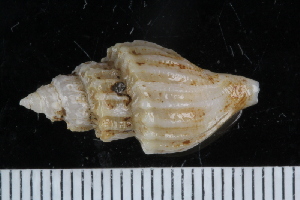  ( - ZMBN_125182)  @11 [ ] CreativeCommons - Attribution Non-Commercial Share-Alike (2018) University of Bergen Natural History Collections