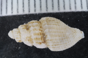  ( - ZMBN_125205)  @11 [ ] CreativeCommons - Attribution Non-Commercial Share-Alike (2018) University of Bergen Natural History Collections