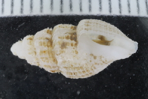  ( - ZMBN_125205)  @11 [ ] CreativeCommons - Attribution Non-Commercial Share-Alike (2018) University of Bergen Natural History Collections