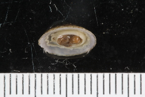  ( - ZMBN_125236)  @11 [ ] CreativeCommons - Attribution Non-Commercial Share-Alike (2018) University of Bergen Natural History Collections