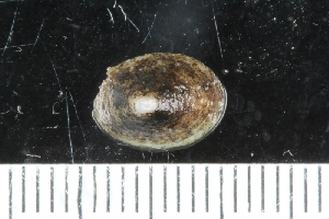  ( - ZMBN_125236)  @11 [ ] CreativeCommons - Attribution Non-Commercial Share-Alike (2018) University of Bergen Natural History Collections
