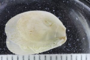  ( - ZMBN_125269)  @11 [ ] CreativeCommons - Attribution Non-Commercial Share-Alike (2018) University of Bergen Natural History Collections