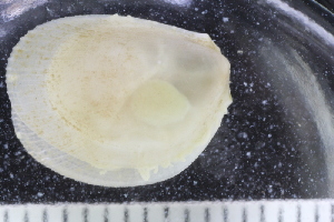  ( - ZMBN_125269)  @11 [ ] CreativeCommons - Attribution Non-Commercial Share-Alike (2018) University of Bergen Natural History Collections