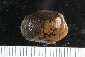  (Musculus glacialis - ZMBN_125271)  @11 [ ] CreativeCommons - Attribution Non-Commercial Share-Alike (2018) University of Bergen Natural History Collections