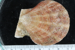  ( - ZMBN_125283)  @11 [ ] CreativeCommons - Attribution Non-Commercial Share-Alike (2018) University of Bergen Natural History Collections