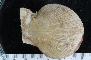  ( - ZMBN_125283)  @11 [ ] CreativeCommons - Attribution Non-Commercial Share-Alike (2018) University of Bergen Natural History Collections