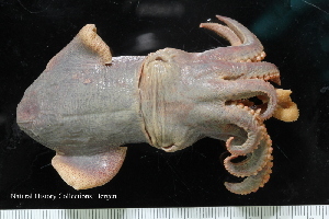  ( - ZMBN_125296)  @11 [ ] CreativeCommons - Attribution Non-Commercial Share-Alike (2018) University of Bergen Natural History Collections