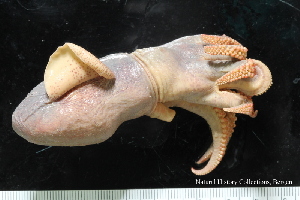  ( - ZMBN_125296)  @11 [ ] CreativeCommons - Attribution Non-Commercial Share-Alike (2018) University of Bergen Natural History Collections