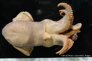  ( - ZMBN_125296)  @11 [ ] CreativeCommons - Attribution Non-Commercial Share-Alike (2018) University of Bergen Natural History Collections