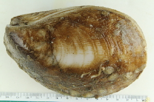  ( - ZMBN_125308)  @11 [ ] CreativeCommons - Attribution Non-Commercial Share-Alike (2018) University of Bergen Natural History Collections