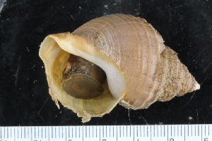  ( - ZMBN_125318)  @11 [ ] CreativeCommons - Attribution Non-Commercial Share-Alike (2018) University of Bergen Natural History Collections
