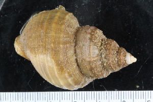  ( - ZMBN_125318)  @11 [ ] CreativeCommons - Attribution Non-Commercial Share-Alike (2018) University of Bergen Natural History Collections