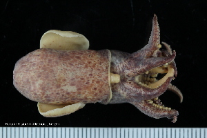  ( - ZMBN_125322)  @11 [ ] CreativeCommons - Attribution Non-Commercial Share-Alike (2018) University of Bergen Natural History Collections