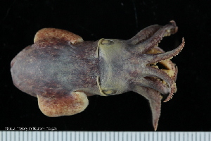  ( - ZMBN_125322)  @11 [ ] CreativeCommons - Attribution Non-Commercial Share-Alike (2018) University of Bergen Natural History Collections