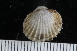  ( - ZMBN_125335)  @11 [ ] CreativeCommons - Attribution Non-Commercial Share-Alike (2018) University of Bergen Natural History Collections