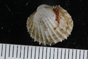  ( - ZMBN_125335)  @11 [ ] CreativeCommons - Attribution Non-Commercial Share-Alike (2018) University of Bergen Natural History Collections