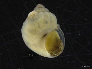  (Punctulum - ZMBN_126439)  @11 [ ] CreativeCommons - Attribution Non-Commercial Share-Alike (2019) University of Bergen University of Bergen, Natural History Collections
