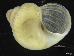  (Punctulum wyvillethomsoni - ZMBN_126447)  @11 [ ] CreativeCommons - Attribution Non-Commercial Share-Alike (2019) University of Bergen University of Bergen, Natural History Collections