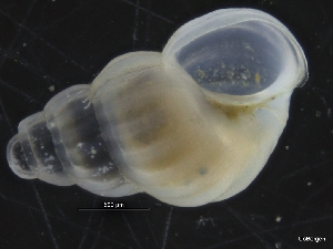  (Chrysallida - ZMBN_126467)  @11 [ ] CreativeCommons - Attribution Non-Commercial Share-Alike (2019) University of Bergen University of Bergen, Natural History Collections