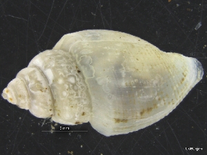  ( - ZMBN_126471)  @11 [ ] CreativeCommons - Attribution Non-Commercial Share-Alike (2019) University of Bergen University of Bergen, Natural History Collections