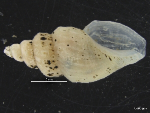  ( - ZMBN_126473)  @11 [ ] CreativeCommons - Attribution Non-Commercial Share-Alike (2019) University of Bergen University of Bergen, Natural History Collections
