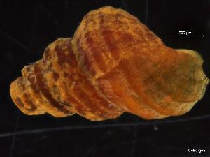  ( - ZMBN_126481)  @11 [ ] CreativeCommons - Attribution Non-Commercial Share-Alike (2019) University of Bergen University of Bergen, Natural History Collections