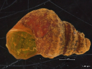  ( - ZMBN_126481)  @11 [ ] CreativeCommons - Attribution Non-Commercial Share-Alike (2019) University of Bergen University of Bergen, Natural History Collections