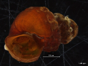  (Frigidoalvania janmayeni - ZMBN_126486)  @11 [ ] CreativeCommons - Attribution Non-Commercial Share-Alike (2019) University of Bergen University of Bergen, Natural History Collections