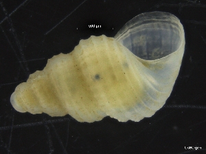  ( - ZMBN_126488)  @11 [ ] CreativeCommons - Attribution Non-Commercial Share-Alike (2019) University of Bergen University of Bergen, Natural History Collections