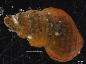  ( - ZMBN_126490)  @11 [ ] CreativeCommons - Attribution Non-Commercial Share-Alike (2019) University of Bergen University of Bergen, Natural History Collections