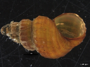  ( - ZMBN_126490)  @11 [ ] CreativeCommons - Attribution Non-Commercial Share-Alike (2019) University of Bergen University of Bergen, Natural History Collections