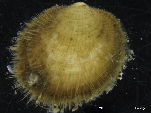  (Limopsis cf. cristata - ZMBN_126508)  @11 [ ] CreativeCommons - Attribution Non-Commercial Share-Alike (2019) University of Bergen University of Bergen, Natural History Collections