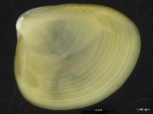  (Nucula sp - ZMBN_126526)  @11 [ ] CreativeCommons - Attribution Non-Commercial Share-Alike (2019) University of Bergen University of Bergen, Natural History Collections