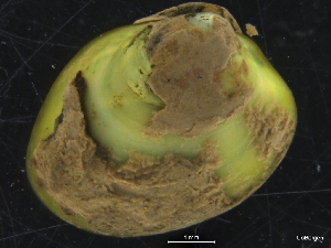  (Ennucula tenius - ZMBN_126529)  @11 [ ] CreativeCommons - Attribution Non-Commercial Share-Alike (2019) University of Bergen University of Bergen, Natural History Collections