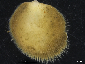  (Limopsidae - ZMBN_126550)  @11 [ ] CreativeCommons - Attribution Non-Commercial Share-Alike (2019) University of Bergen University of Bergen, Natural History Collections