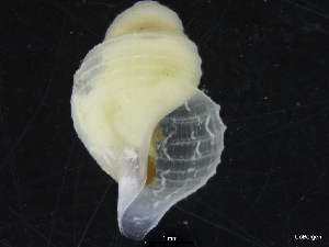  ( - ZMBN_126552)  @11 [ ] CreativeCommons - Attribution Non-Commercial Share-Alike (2019) University of Bergen University of Bergen, Natural History Collections